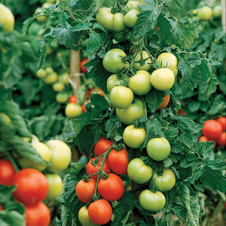 Carmello, Tomato Seeds - Packet image number null